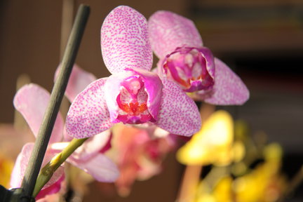 Мои любимые комнатные цветы №61555