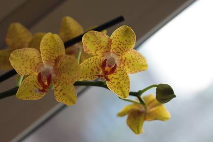 Мои любимые комнатные цветы №61557