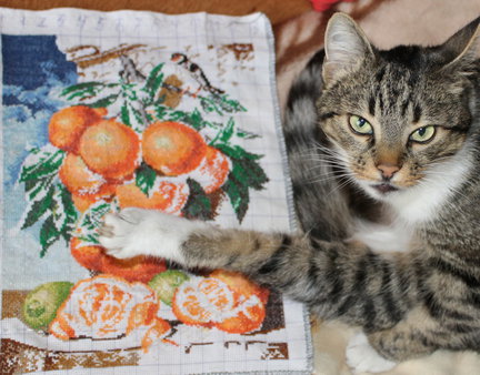 Натюрморт с апельсинами №66692