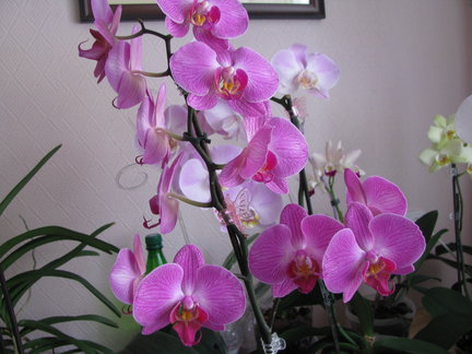 Мои любимые комнатные цветы №67824