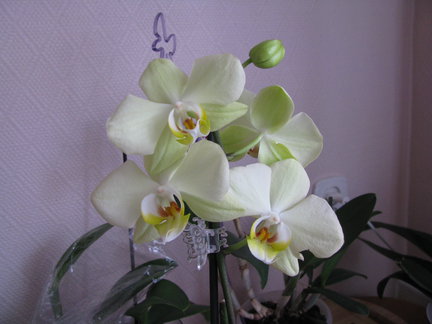 Мои любимые комнатные цветы №67825