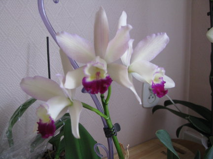 Мои любимые комнатные цветы №67826