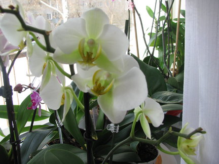 Мои любимые комнатные цветы №67827