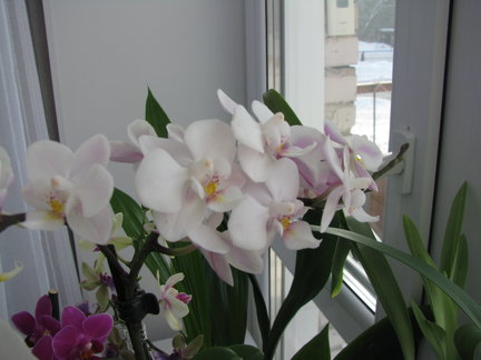 Мои любимые комнатные цветы №67829