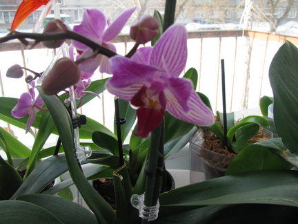 Мои любимые комнатные цветы №67831