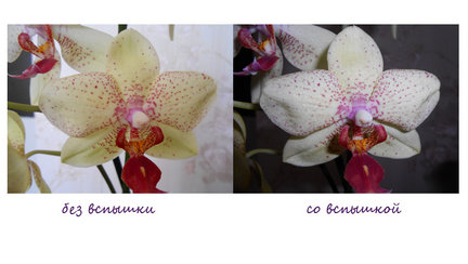 «На выгоне» (Золотое руно), процесс со значением((( №69763