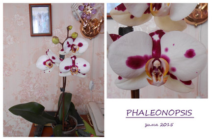 Мои любимые комнатные цветы №70595