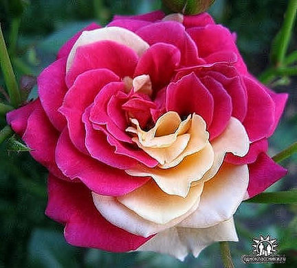 Процесс «Зеленая деревенька» №70707