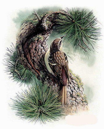 Работы, отшитые по схемам с этого сайта №71506