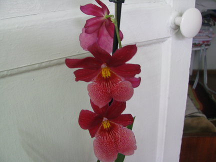 Мои любимые комнатные цветы №73196