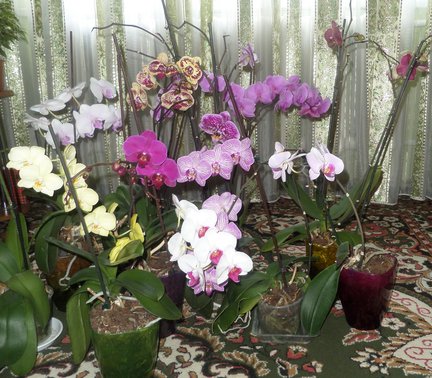 Мои любимые комнатные цветы №76127