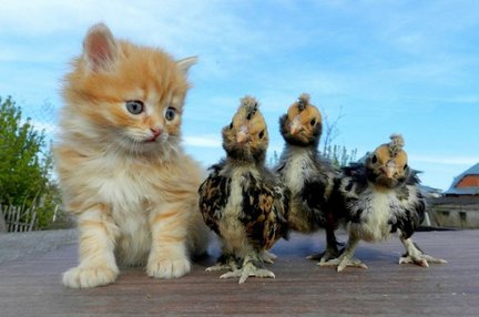 Весёлые картинки №76765