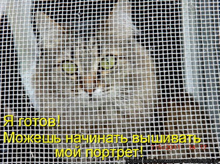 Весёлые картинки №76810