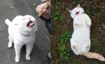 Весёлые картинки №78432