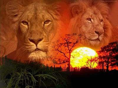 Волчий взгляд №89962