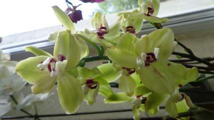 Мои любимые комнатные цветы №90290