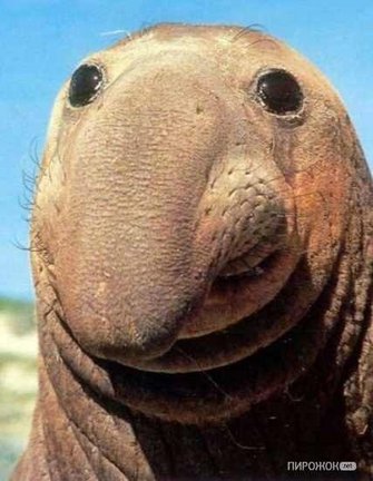 Забавное в дикой природе. Улыбнитесь! №90947