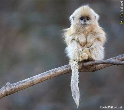 Забавное в дикой природе. Улыбнитесь! №91016