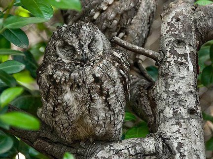 Забавное в дикой природе. Улыбнитесь! №91775