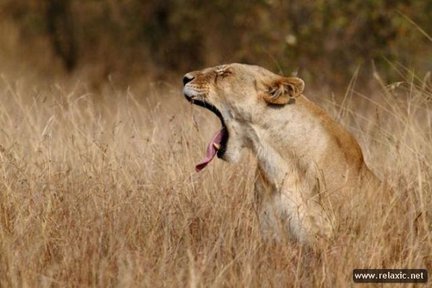 Забавное в дикой природе. Улыбнитесь! №91804