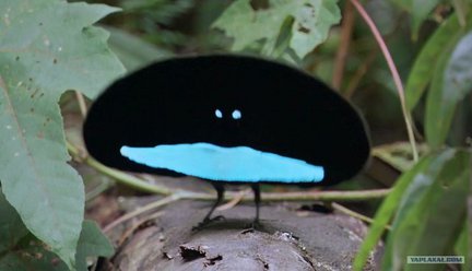 Забавное в дикой природе. Улыбнитесь! №91877