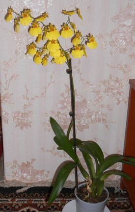 Забавное в дикой природе. Улыбнитесь! №92646