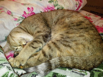 Котик от «РС студии» №104587