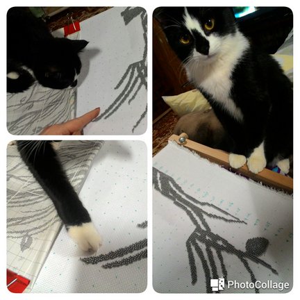 Наши домашние любимчики №110943