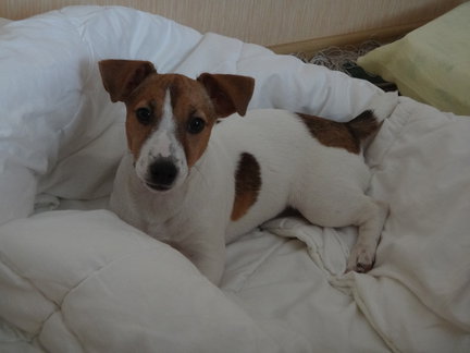 Наши домашние любимчики №110953