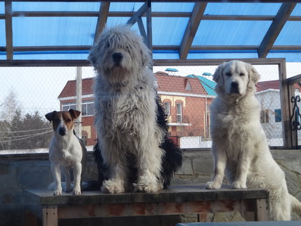 Наши домашние любимчики №110954