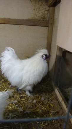 Наши домашние любимчики №110955