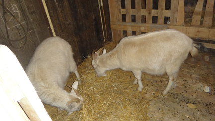 Наши домашние любимчики №110956