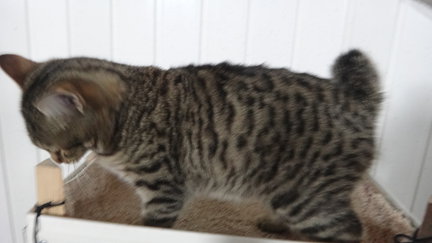 Наши домашние любимчики №110965