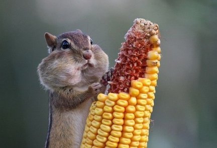 Забавное в дикой природе. Улыбнитесь! №111237