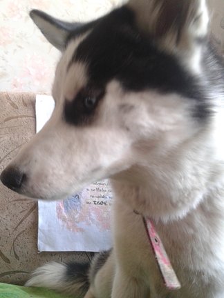 Наши домашние любимчики №120269