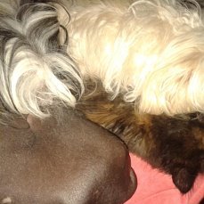 Наши домашние любимчики №120272