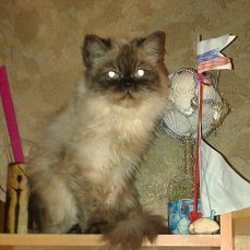 Наши домашние любимчики №120273