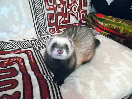 Наши домашние любимчики №120299