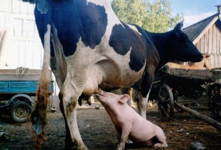 Весёлые картинки №120579