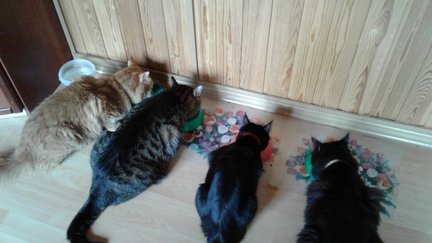 Наши домашние любимчики №123458