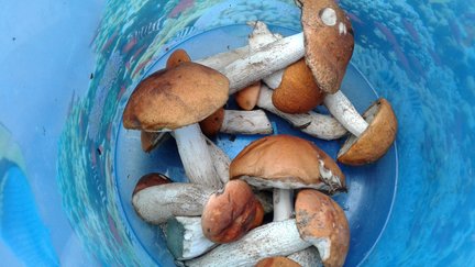 Как я провел этим летом №126781