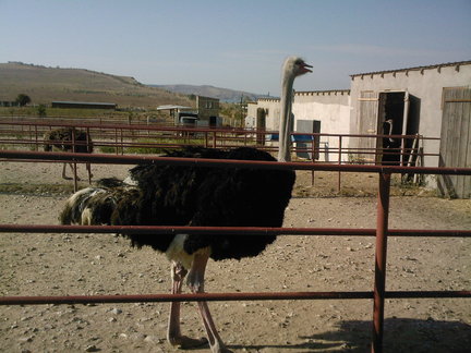 Как я провел этим летом №126802