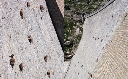 Забавное в дикой природе. Улыбнитесь! №127032