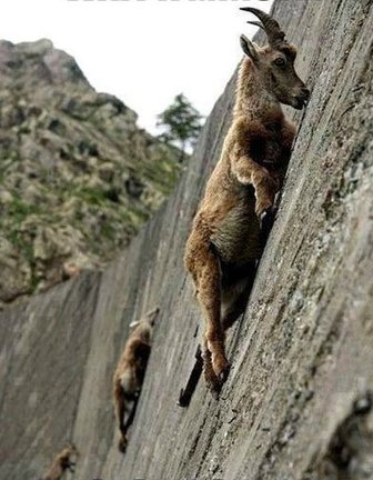 Забавное в дикой природе. Улыбнитесь! №127033