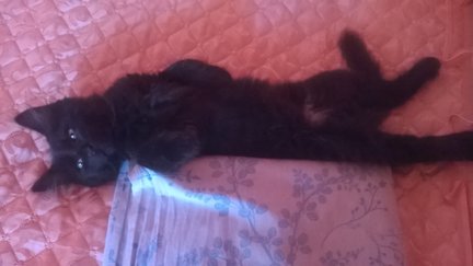 Наши домашние любимчики №128951