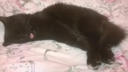 Наши домашние любимчики №128952