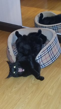 Наши домашние любимчики №128965