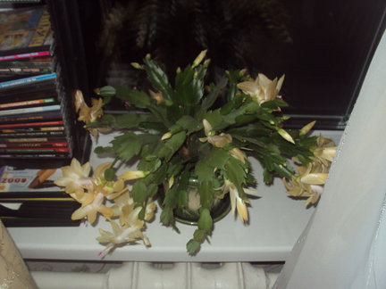 Наши домашние вдохновители и просто невозможные любимки! №129083