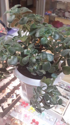 Наши домашние вдохновители и просто невозможные любимки! №129175