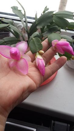 Наши домашние вдохновители и просто невозможные любимки! №129185